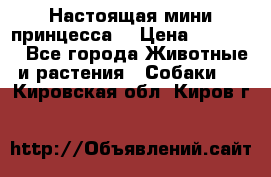 Настоящая мини принцесса  › Цена ­ 25 000 - Все города Животные и растения » Собаки   . Кировская обл.,Киров г.